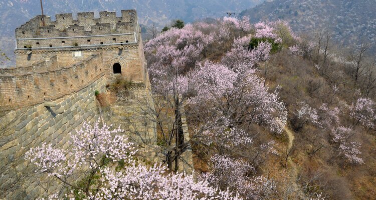 the apricot blossoms bloom by the Great Wall