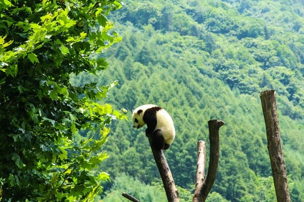 Giant pandas climbing tree