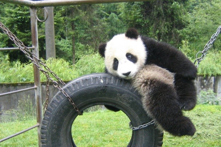 Bifengxia Giant Panda Base