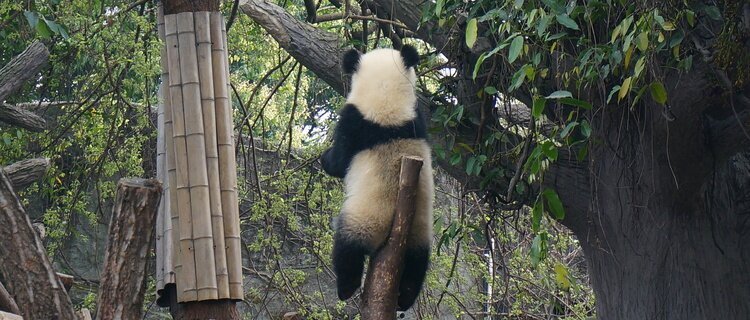 Chengdu Giant Panda Base<