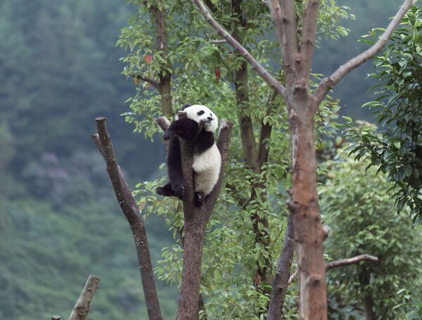 Wolong Giant Panda National Nature Reserve