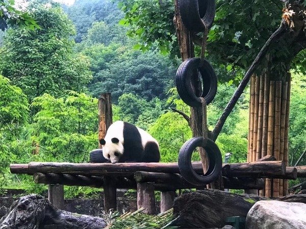 Dujiangyan Panda Base