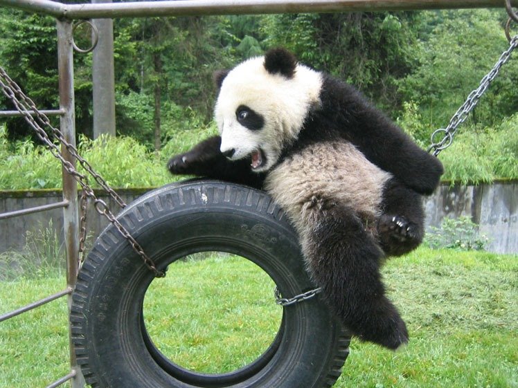 Bifengxia giant panda playing