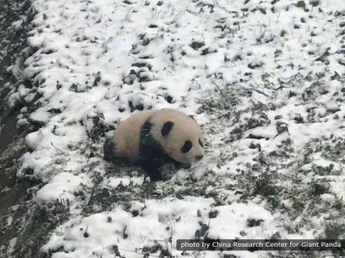 a wild panda in snow