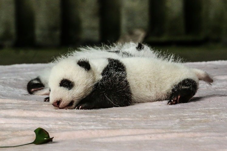baby panda