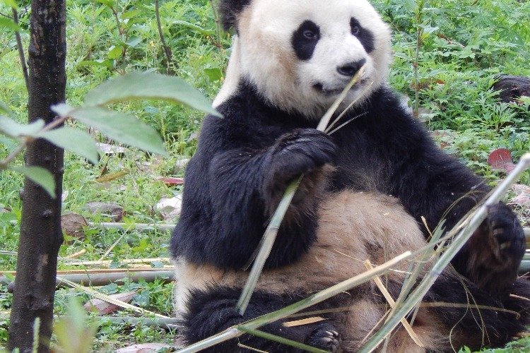 Giant panda eating bamboo