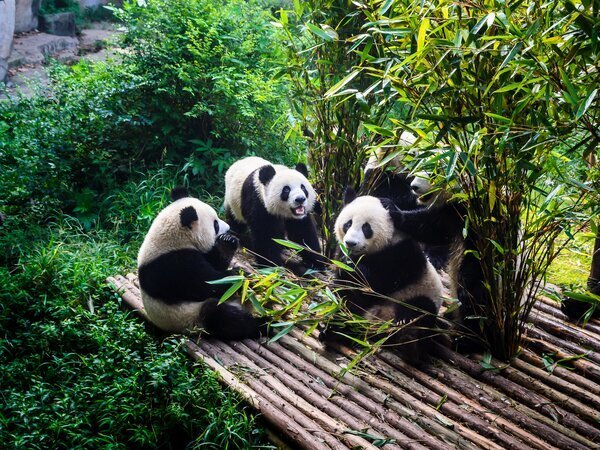 panda breeding