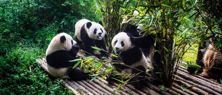 Chengdu Giant Panda Breeding Center