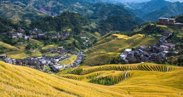 Golden rice terraces in Longji near Guilin