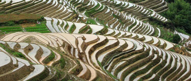 Longji Terraced Rice Fields in May