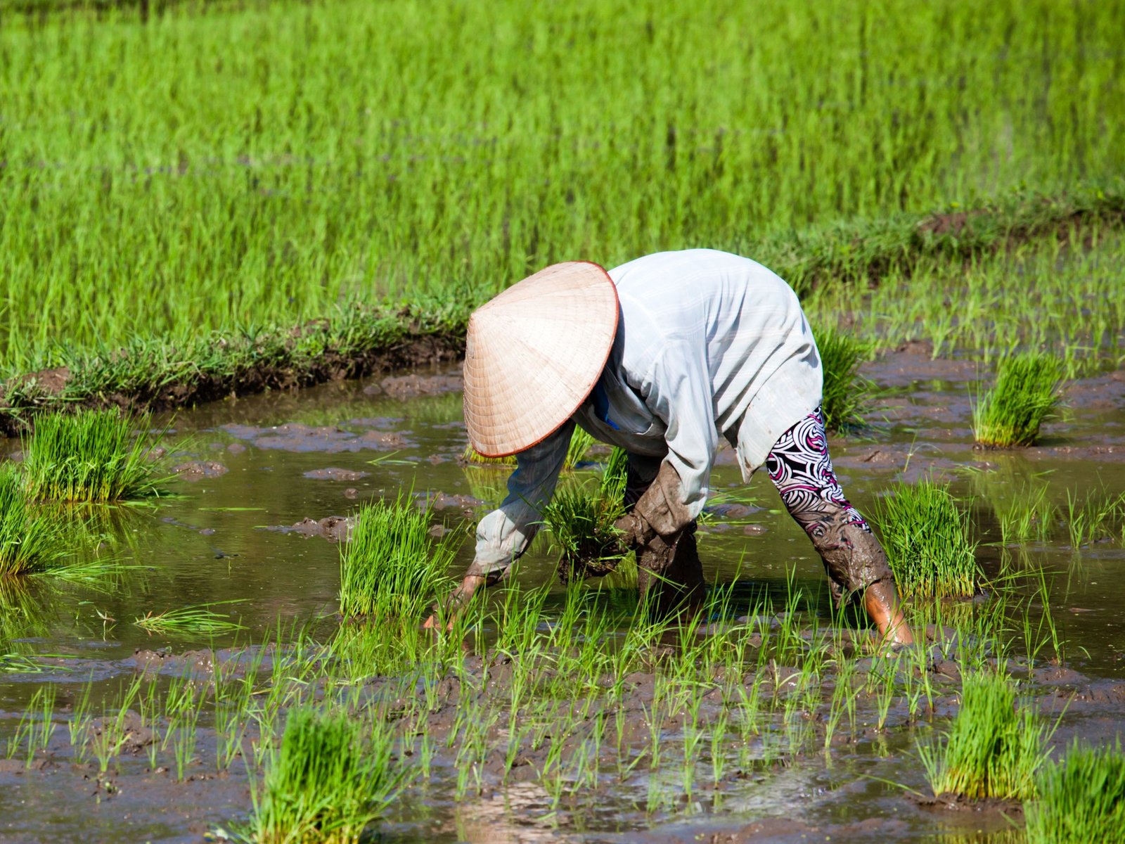 yangashuo countryside