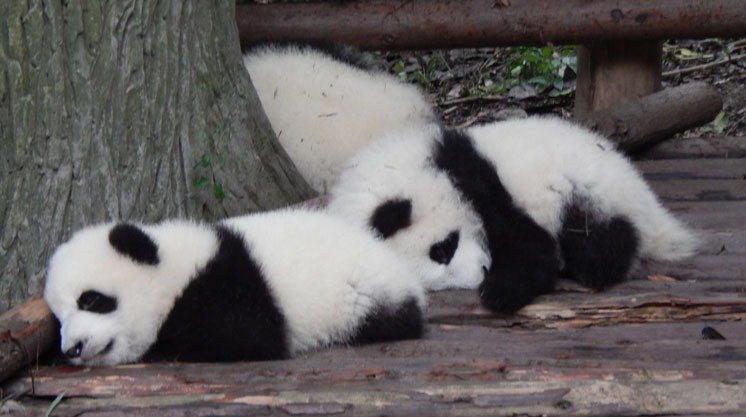 panda babies