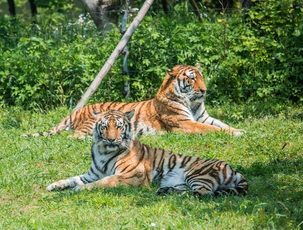 Shanghai Zoo