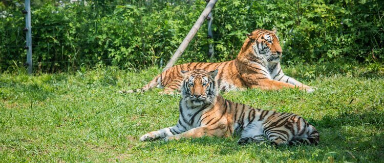 shanghai zoo