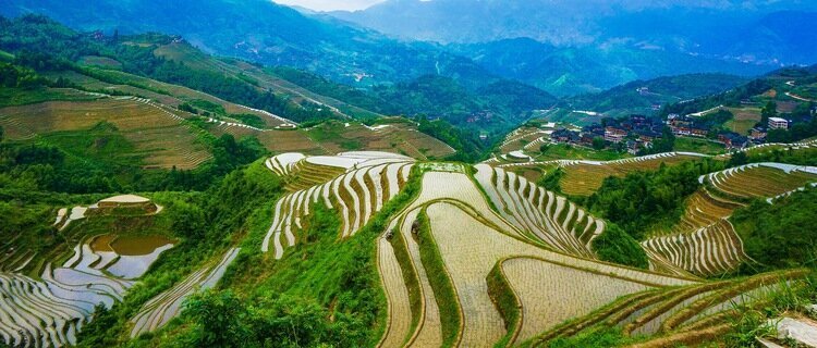 Longji Terraced Rice Fields in April