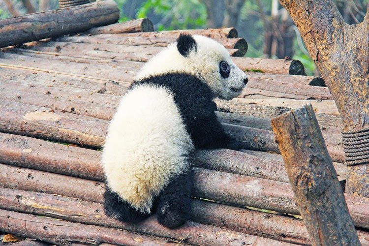baby panda playing