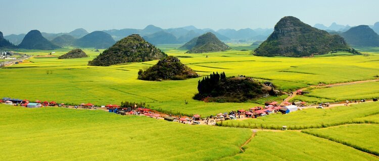 Golden Farmland