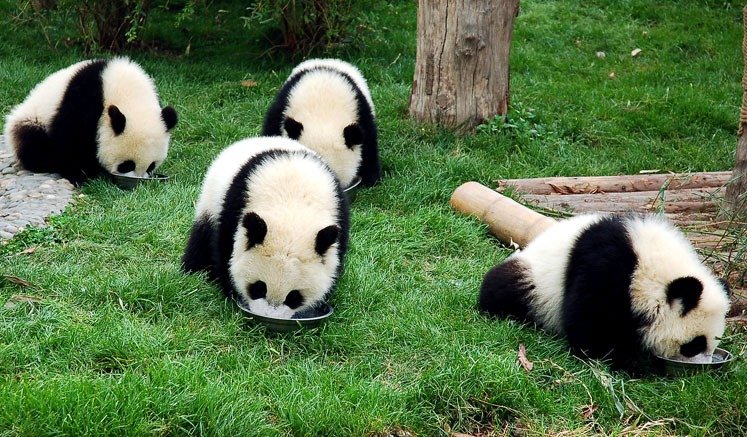 chengdu panda breeding center
