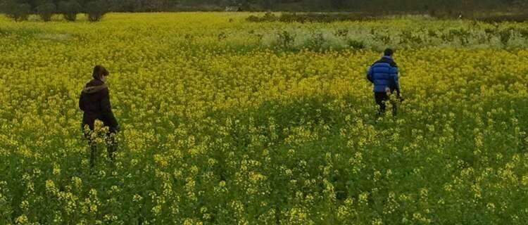 Rapeseed Flowers in February
