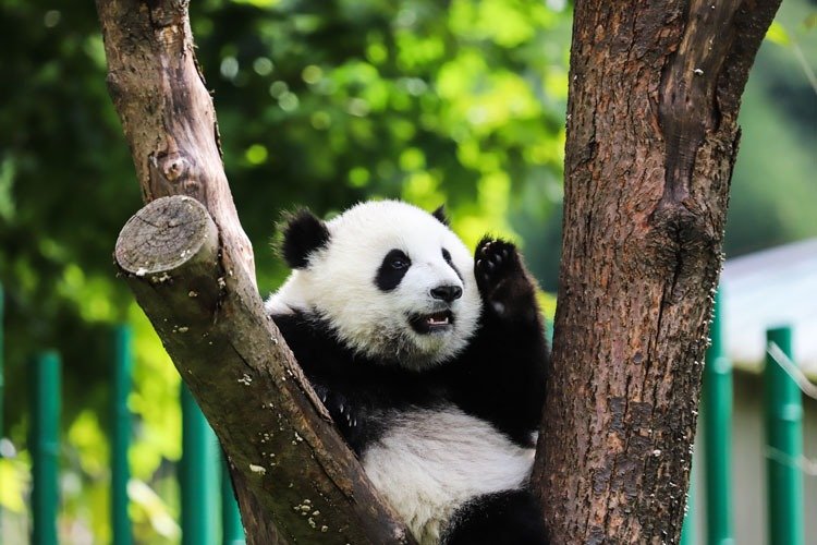 one year old panda