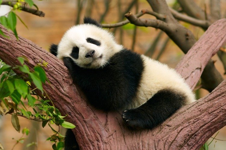 Giant panda sleeping on a tree