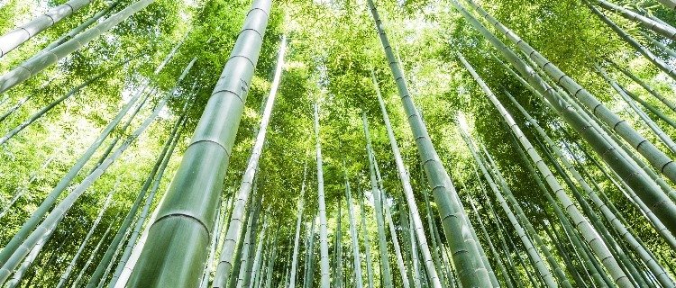 bamboo forest