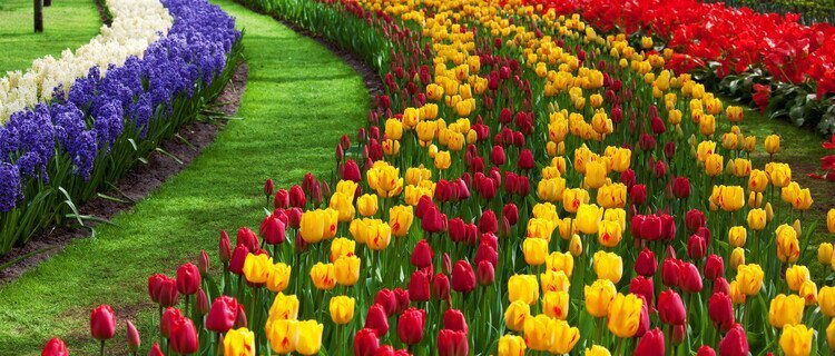 Tulip