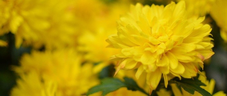 Enjoy the chrysanthemum flowers in Lijiang