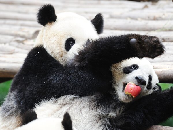 Cute Pandas