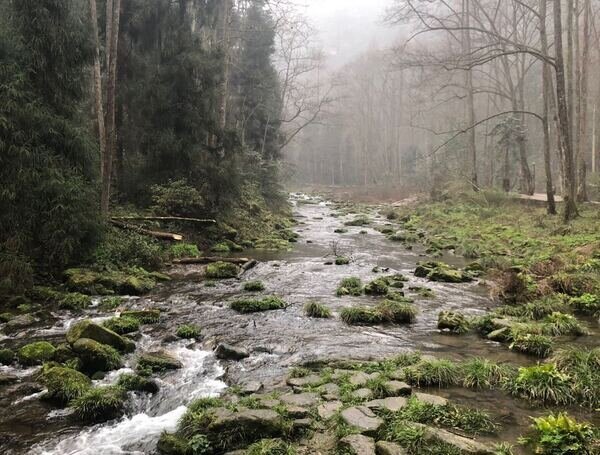 Golden Whip Brook