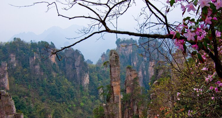the flowers in Zhangjiajie are in full bloom in spring