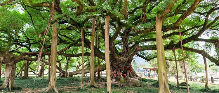 Big Banyan Tree