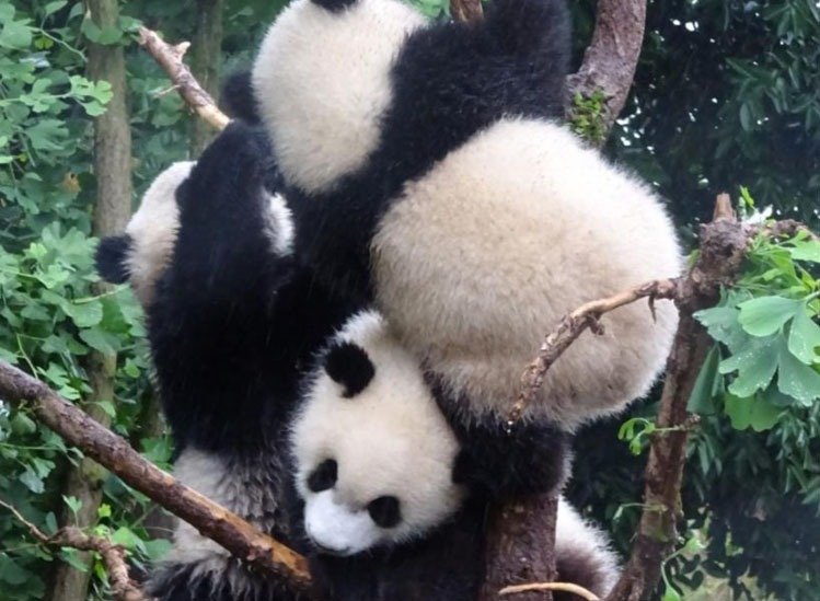 dujiangyan giant pandas