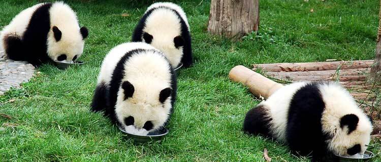One-year-old Giant Pandas