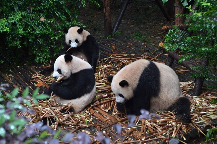 Giant pandas eating bamboo shoots