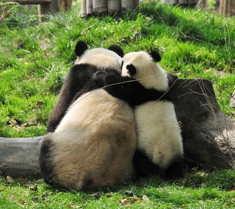 panda baby and mum