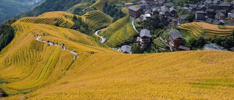Longji Terraced Rice Fields in October