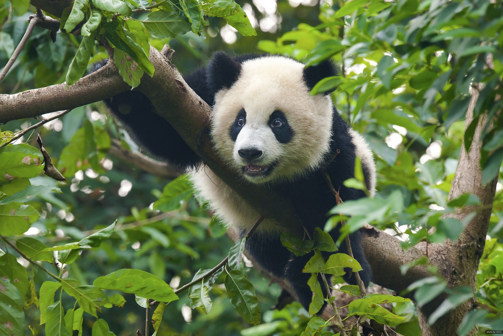 A giant panda on a tree