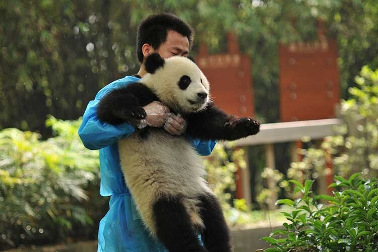 China Panda Tours: Chengdu & Sichuan Journeys — real travel scene