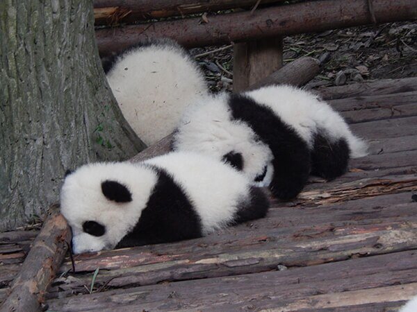 4-Day Chengdu Panda Conservation & City Highlights Tour — real travel scene