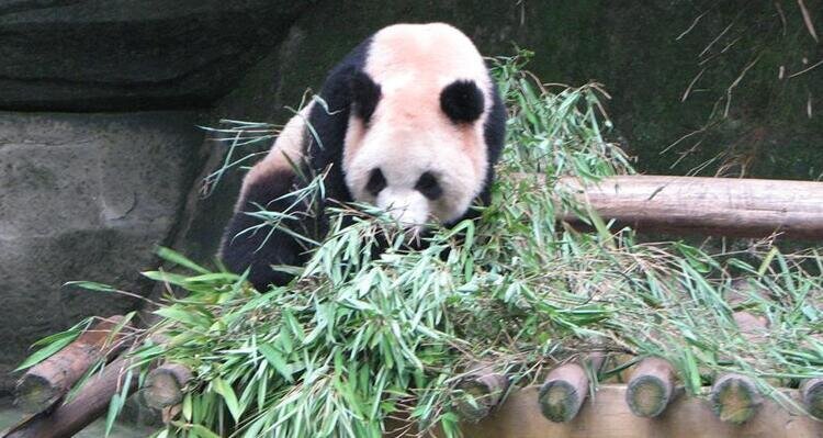 Chengdu Jiuzhaigou and Chongqing Tour — real travel scene