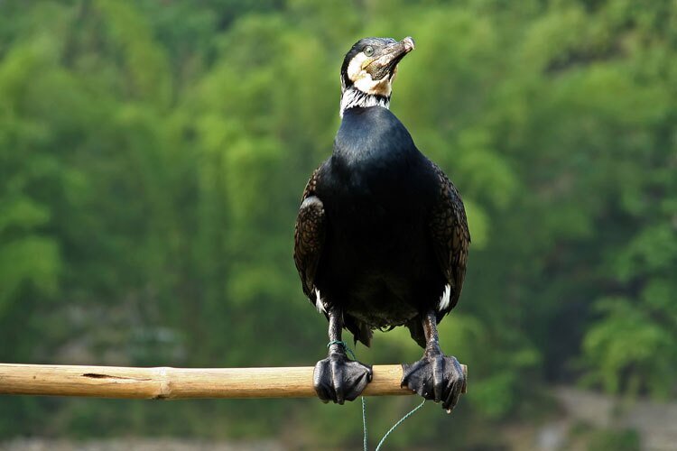 Cormorants Fishing in China