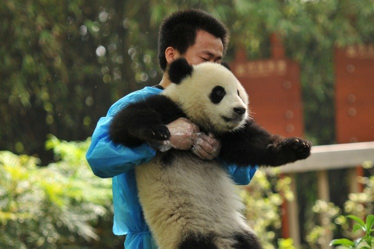 Giant Panda Breeding and Research Center