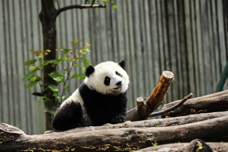 Giant panda