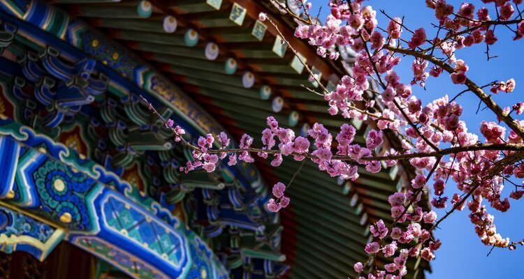 the flowers bloom in Jingshan Park in spring