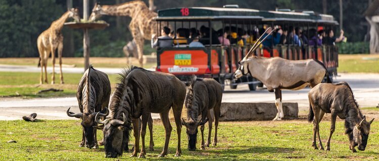 chimelong safari park