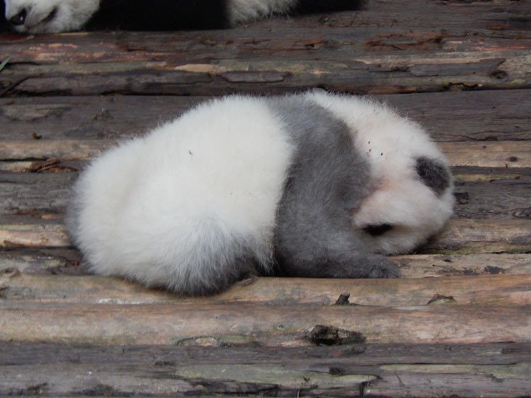 Panda Baby