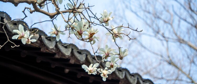 white magnolia