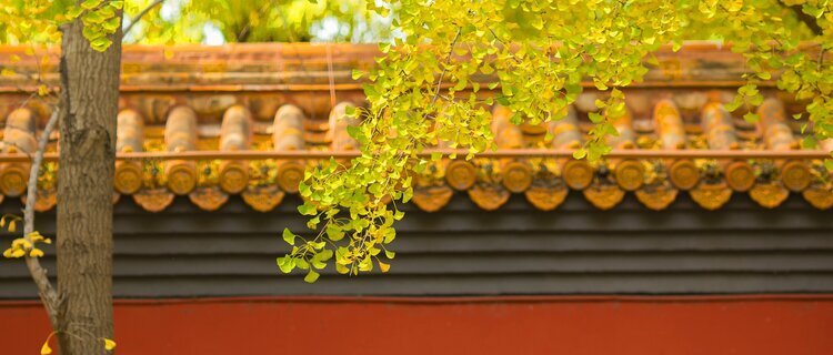 The Best Time to Visit the Forbidden City