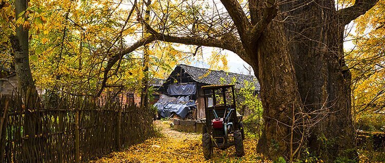 Golden Ginkgo Leaves in Haiyang Village in November